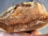 Ganoderma sessile image