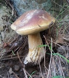 Boletus regineus image
