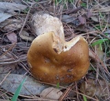 Boletus regineus image