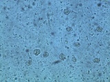 Entoloma parasiticum image
