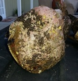 Rubroboletus eastwoodiae image