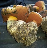 Rubroboletus eastwoodiae image