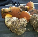 Rubroboletus eastwoodiae image