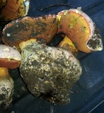 Rubroboletus eastwoodiae image