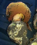 Rubroboletus eastwoodiae image