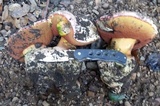 Rubroboletus eastwoodiae image