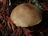 Clitocybe radicellata image