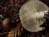 Clitocybe radicellata image