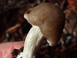 Clitocybe radicellata image