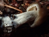 Clitocybe radicellata image