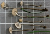 Mycena vitilis image