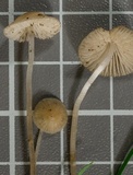 Mycena vitilis image