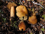 Suillus tomentosus image