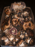 Agaricus lilaceps image