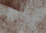Mycena vitilis image