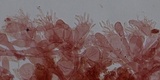 Mycena vitilis image