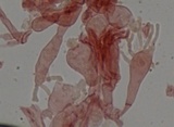 Mycena vitilis image