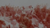 Mycena vitilis image