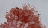 Mycena vitilis image