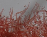 Mycena vitilis image