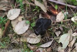 Helvella juniperi image