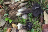 Helvella juniperi image