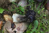 Helvella juniperi image