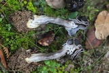 Helvella juniperi image