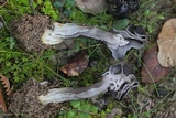 Helvella juniperi image