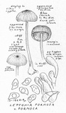 Leptonia formosa var. formosa image