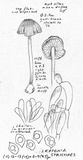 Leptonia strictipes image