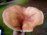 Tricholomopsis rutilans image