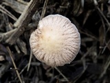 Psathyrella bipellis image