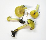 Hygrophorus lucorum image