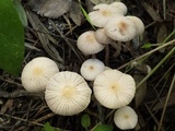 Psathyrella bipellis image