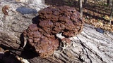 Globifomes graveolens image