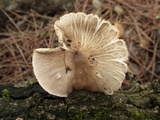 Pluteus petasatus image