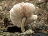 Pluteus petasatus image