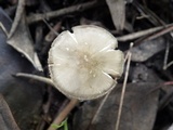 Pluteus cyanopus image