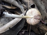 Pluteus cyanopus image