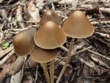 Parasola conopilea image