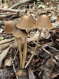 Parasola conopilea image