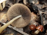 Parasola conopilea image