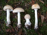 Amanita pantherinoides image