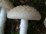 Amanita pantherinoides image