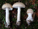 Amanita pantherinoides image
