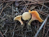Hygrophoropsis aurantiaca image