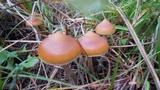 Psilocybe azurescens image