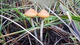 Psilocybe azurescens image