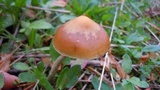 Psilocybe azurescens image